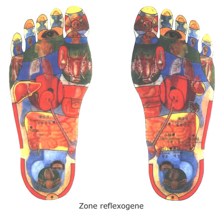 Zone reflexogene